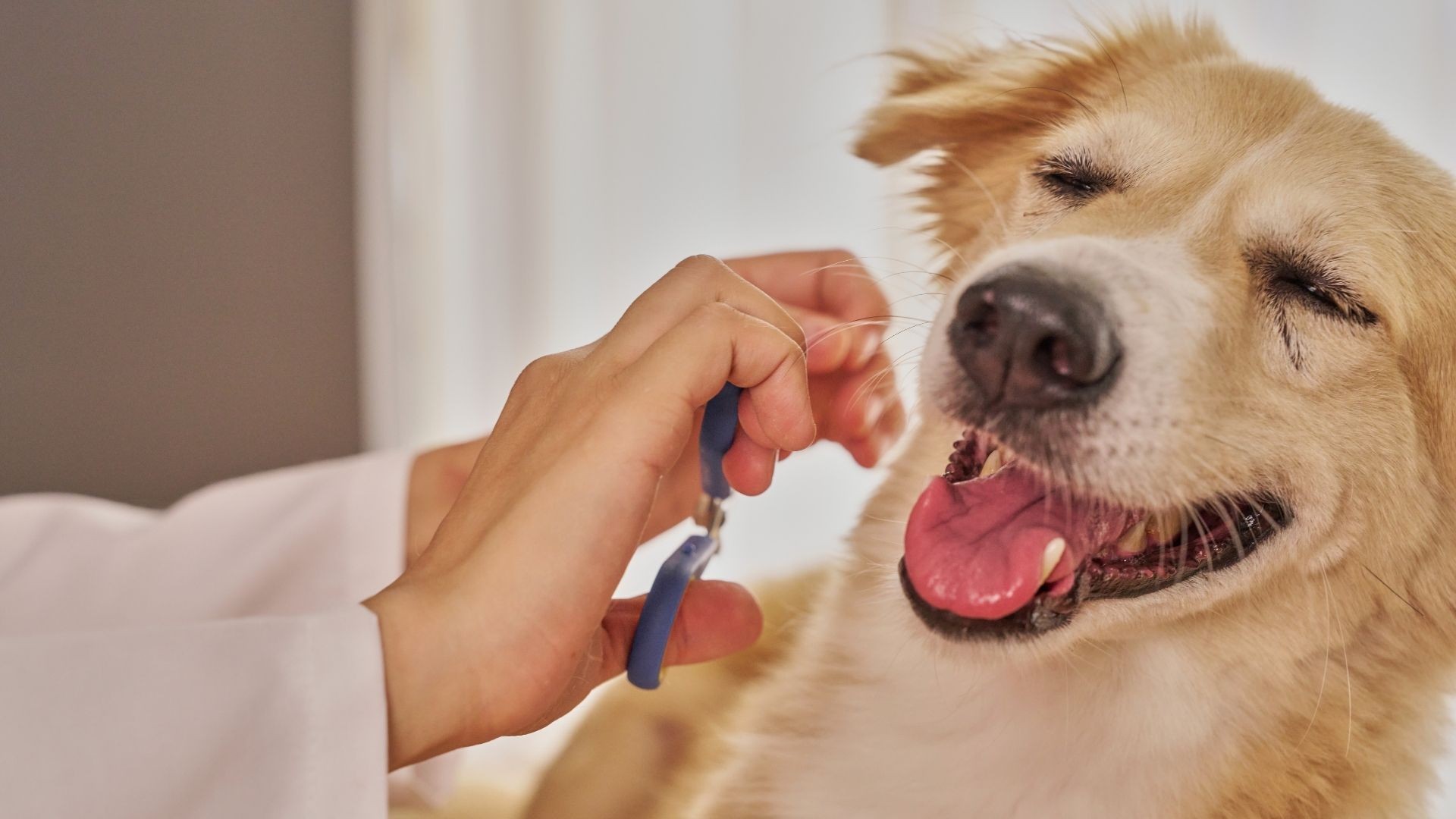 Essential Dog Grooming Tips for Auckland Pet Owners