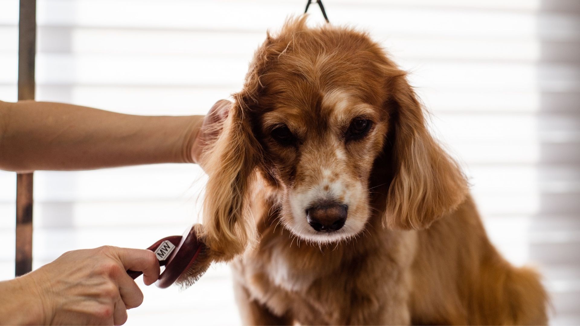 Seasonal Grooming: Preparing Your Dog for Auckland Weather - Expert dog grooming advice and tips for Auckland pet owners - Seasonal Care