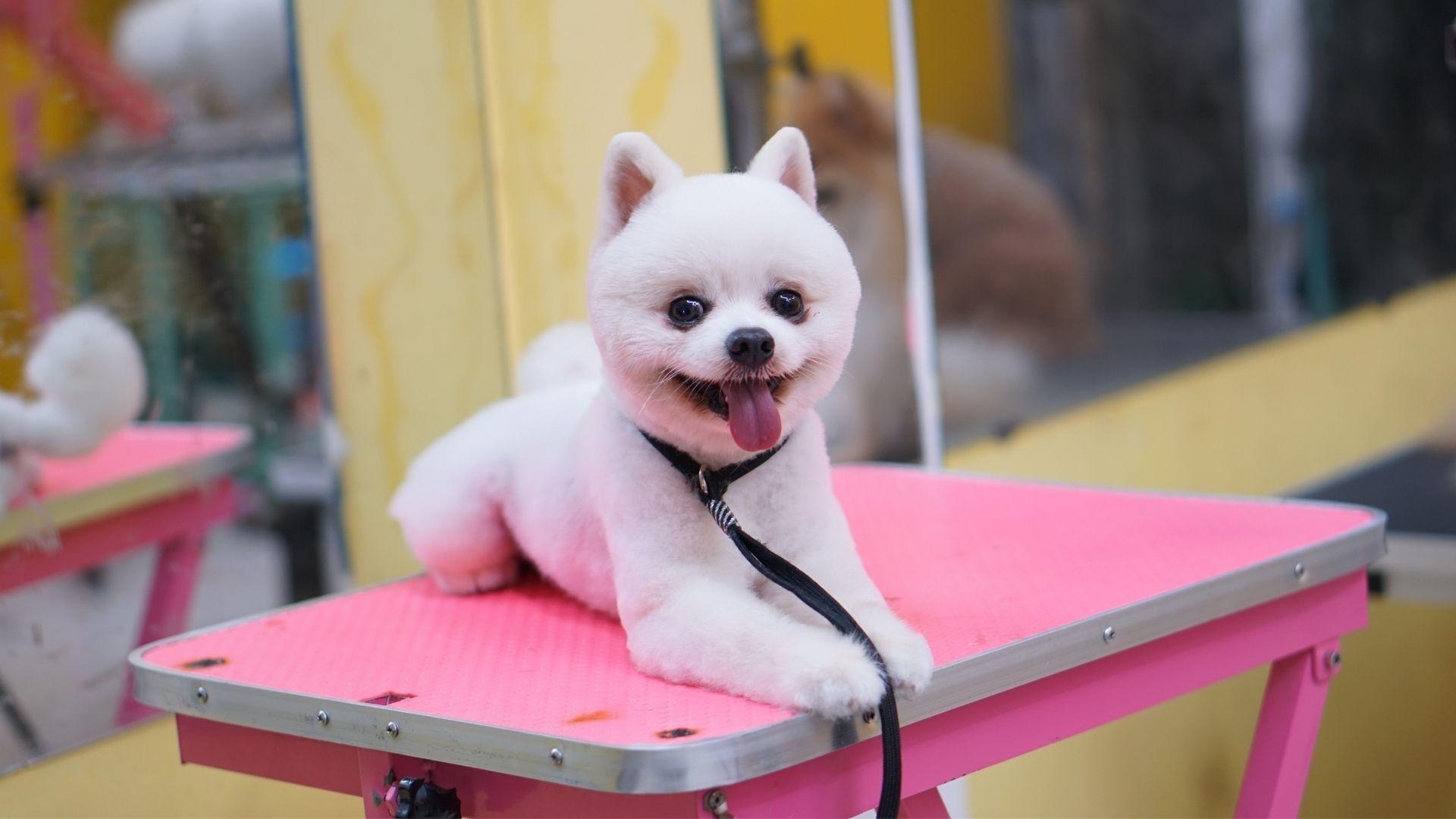 Mobile vs. Salon Grooming: What's Right for Your Pet?