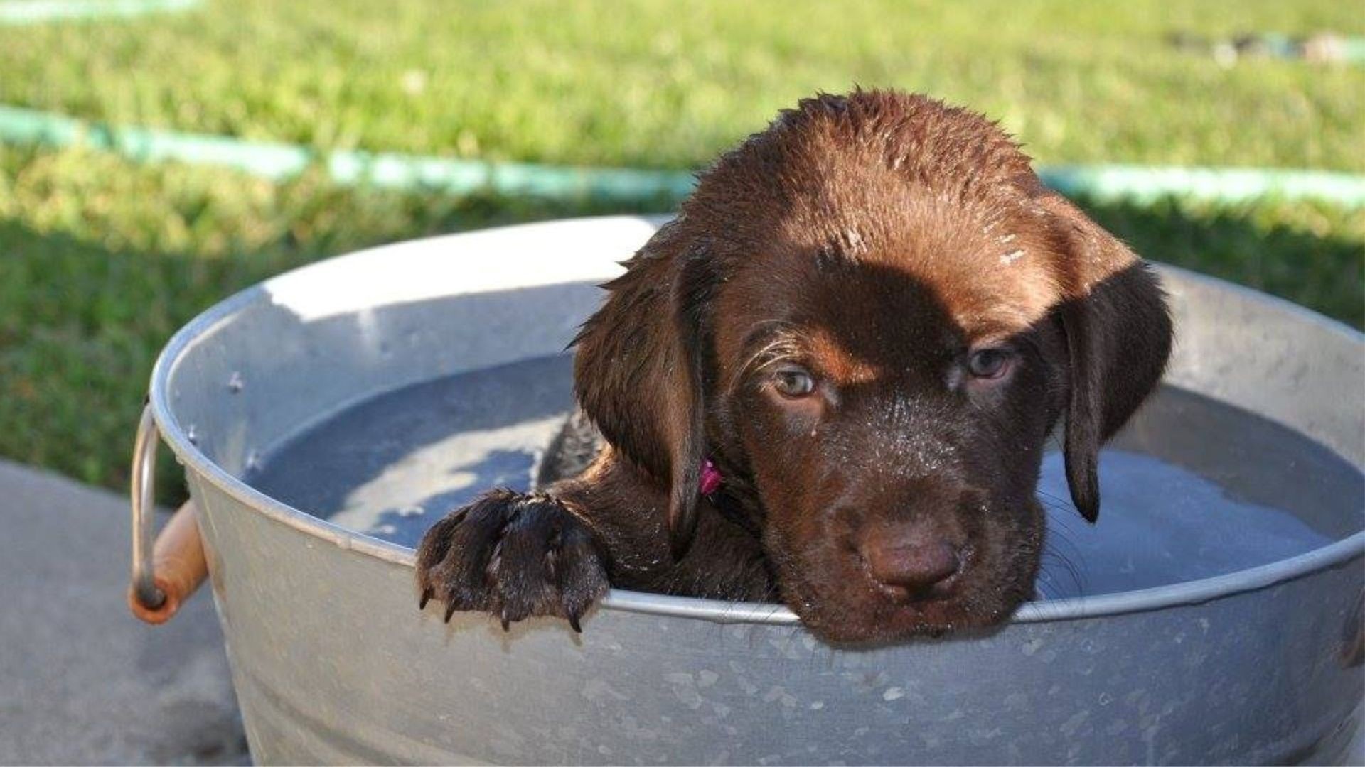 How to Prepare Your Dog for Their First Grooming Visit