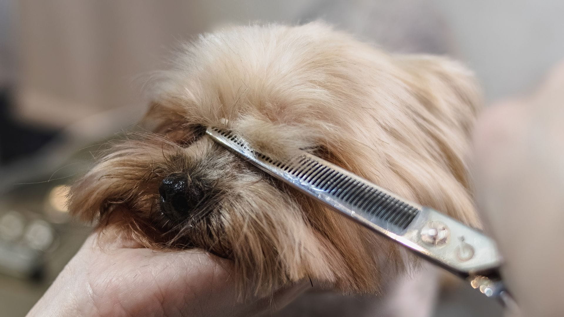 Signs Your Dog Needs a Groom: 10 Warning Indicators