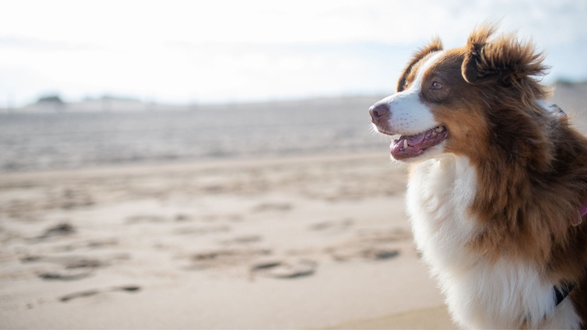 Grooming for Different Coat Types: Curly, Double, Short & Wire-Haired Dogs