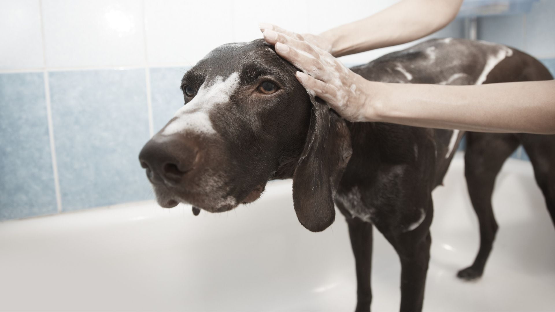 Common Dog Grooming Mistakes Auckland Pet Owners Make
